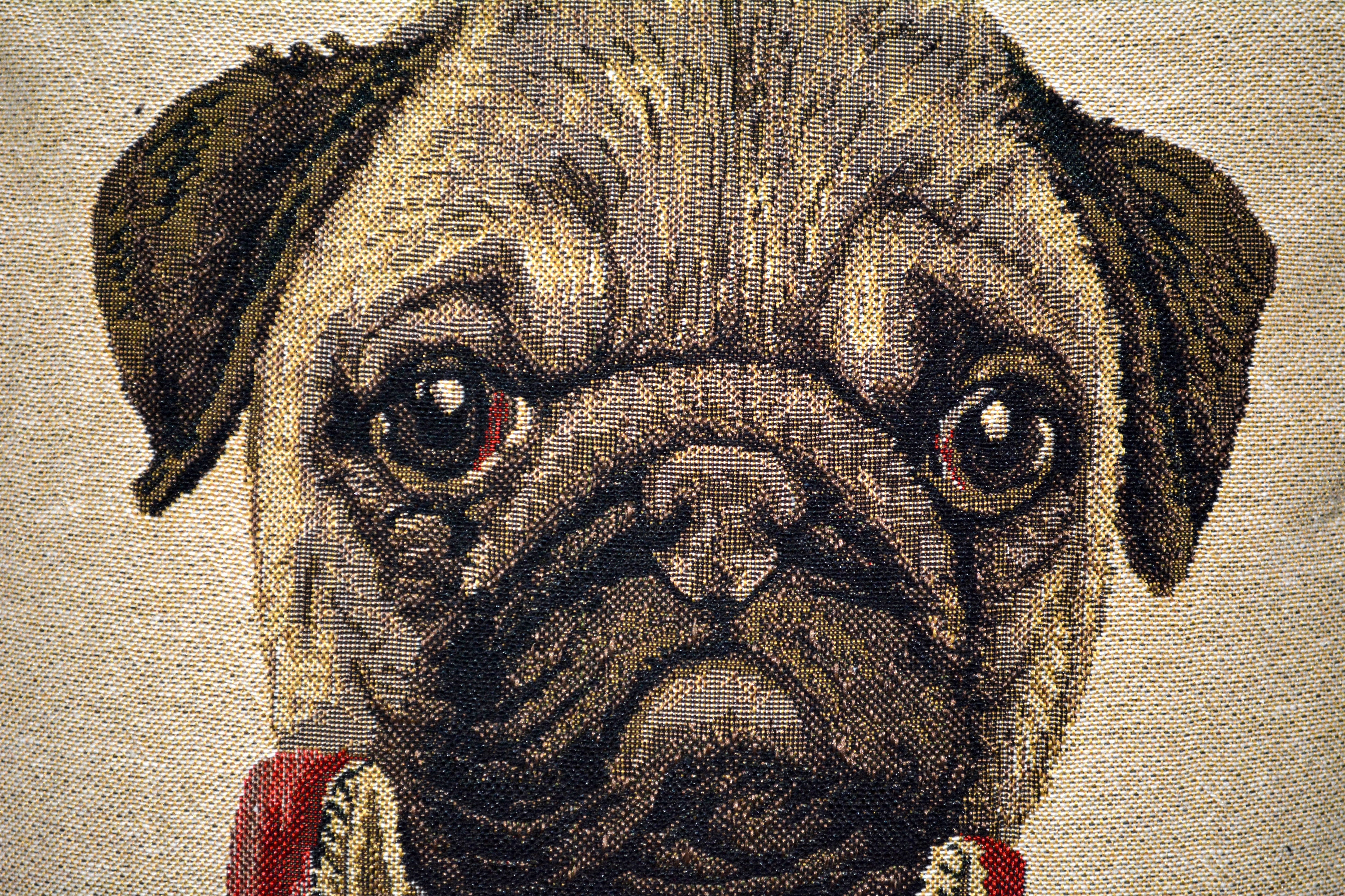 Close-up of a pug dog with a textured background